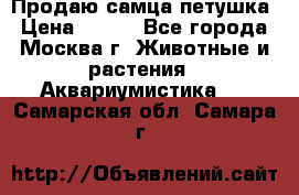 Продаю самца петушка › Цена ­ 700 - Все города, Москва г. Животные и растения » Аквариумистика   . Самарская обл.,Самара г.